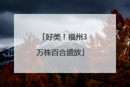 好美！福州3万株百合盛放
